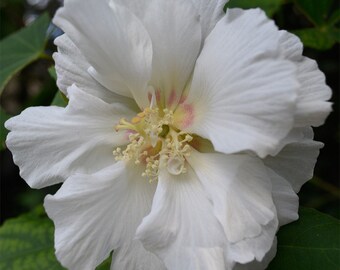 Cotton Rosemallow Etsy