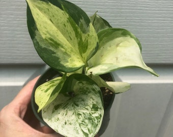 Manjula Pothos - live plant potted in soil in 3" pot - ships in pot, Epipremnum Aureum Manjula, well established plant