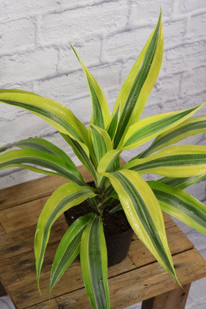 LIVE Dracaena 'Lemon Lime' Large plant potted with | Etsy