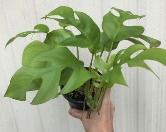 LIVE Rhaphidiphora Tetrasperma Plant - Potted with soil in 3" or 4" pot, Monstera minima, Monstera Ginny, mini monstera. Ships in pot.
