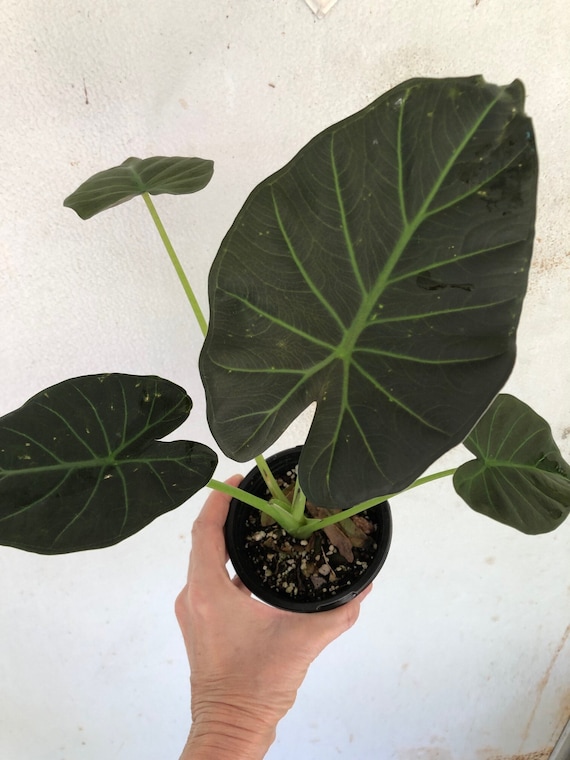 Alocasia 'regal Shields' - Elephant Ear Plant - Plant Potted in Soil in a  4" Tall Pot Well Rooted Established Plant Ships in Pot - Etsy