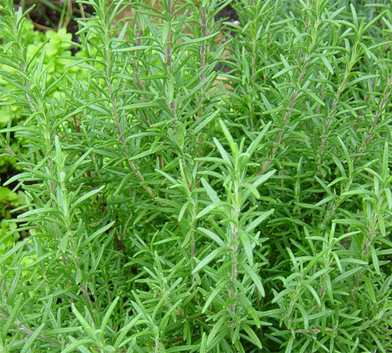 Organic Dried Rosemary Leaf 1 ounces whole leaf Rosmarinus Etsy