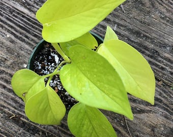 Neon Pothos Plant: Epipremnum Aureum, Easy Grow Houseplant 3 or 4 inch pot