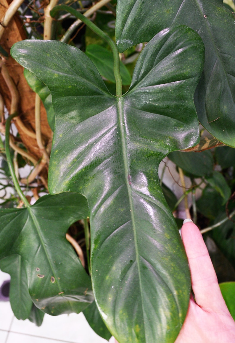 SunSoulCreations Philodendron Bipennifolium Horsehead - Thumbnail 5