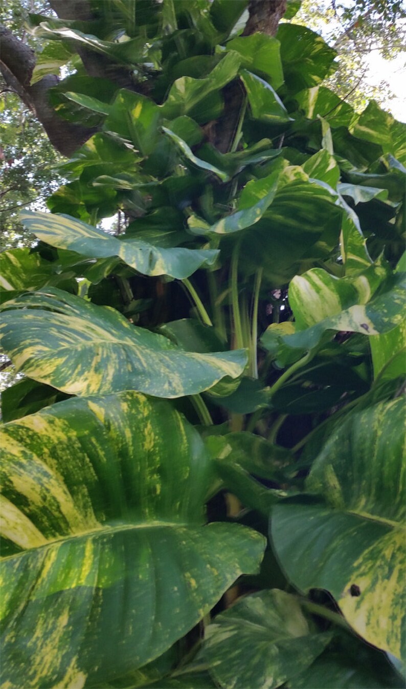 Live Gold Pothos Plant potted with soil in foam cup. Plant