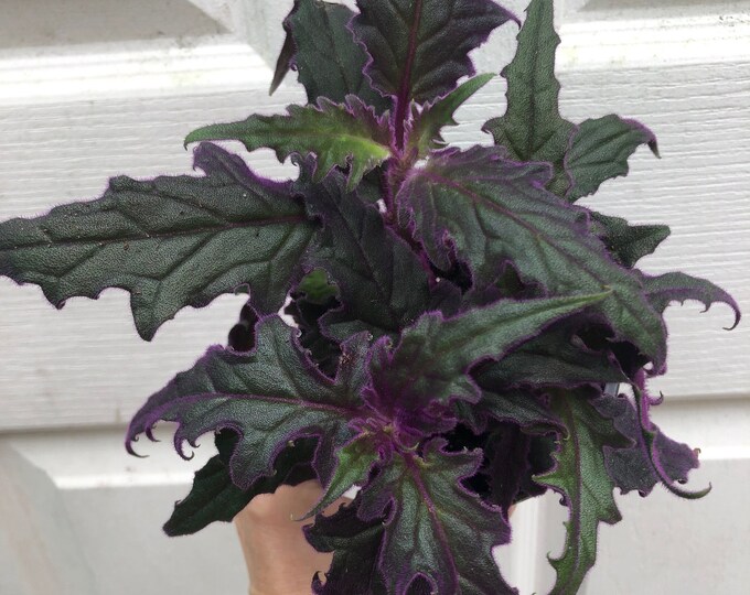 Gynura Aurantiaca Purple Velvet Plant Live Established Plant Potted in