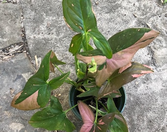 May include: A potted Syngonium plant with green and pink leaves. The leaves have a distinctive arrowhead shape and are variegated with shades of pink and green. The plant is in a dark green plastic pot.