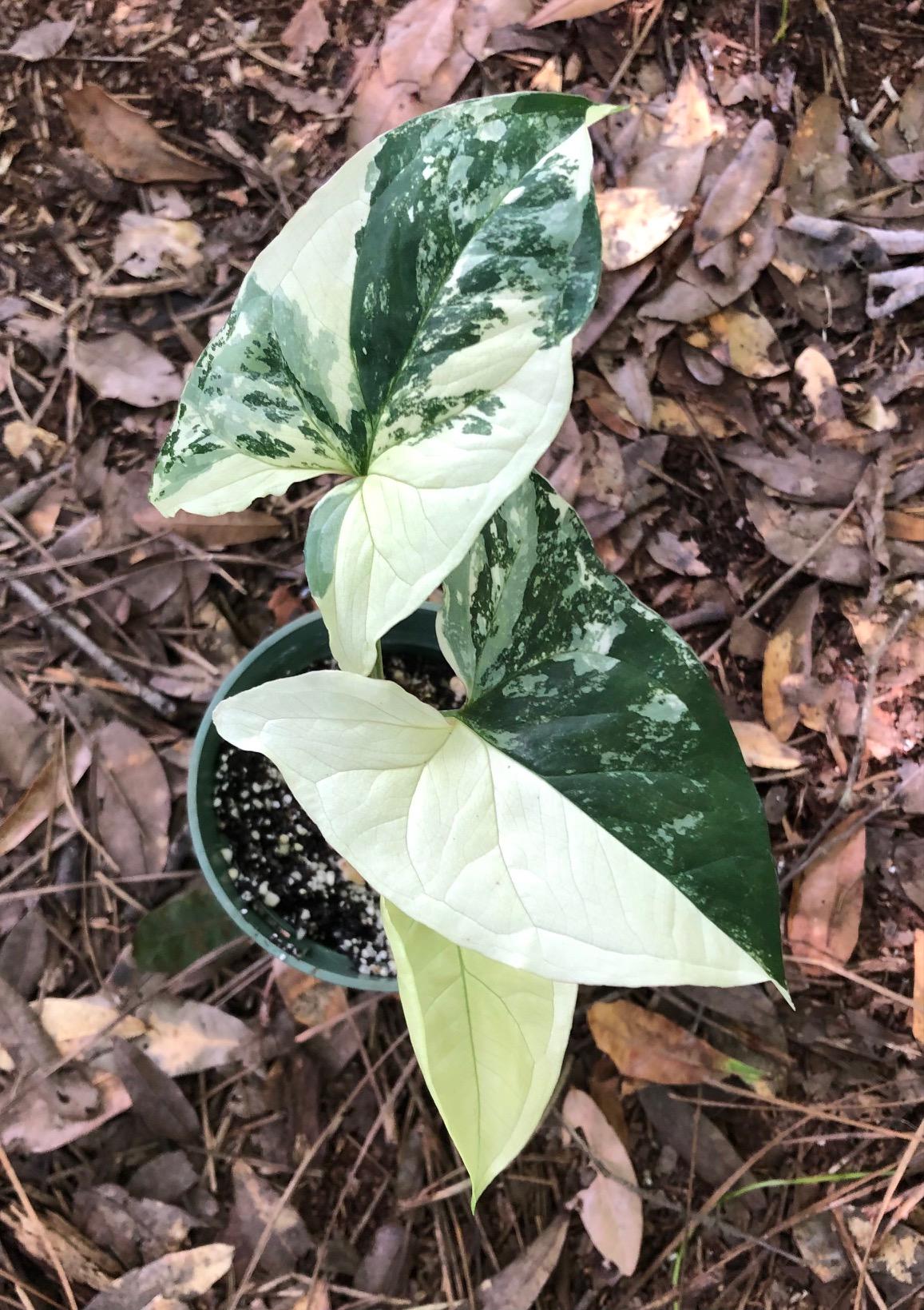 Variegated Syngonium Albo: Arrowhead Plant - Live Plant in 3" Pot