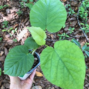 Live Ficus Umbellata Plant: Well-Rooted, Potted - 4" Pot