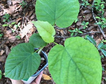 Live Ficus Umbellata Plant: Well-Rooted, Potted - 4" Pot
