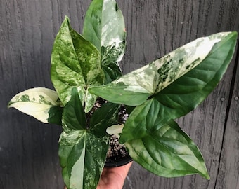 May include: A potted Syngonium plant with variegated leaves. The leaves display a mix of green and white patterns, creating a striking contrast. The plant is in a black pot, and the background is a weathered wooden surface.