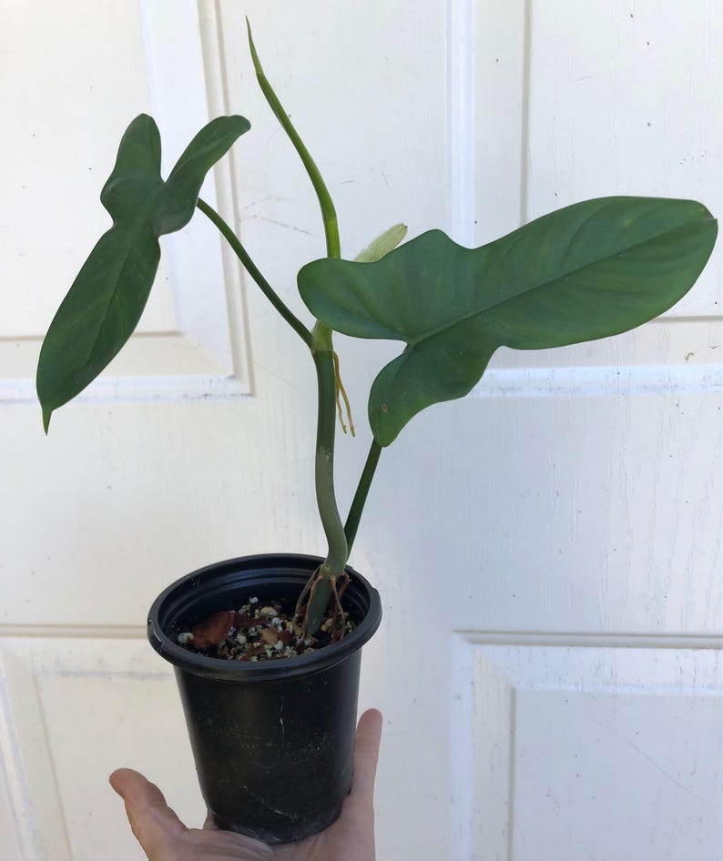 SunSoulCreations Philodendron Bipennifolium Horsehead - Thumbnail 4