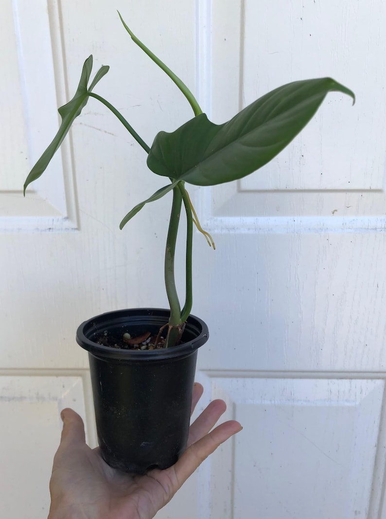 SunSoulCreations Philodendron Bipennifolium Horsehead