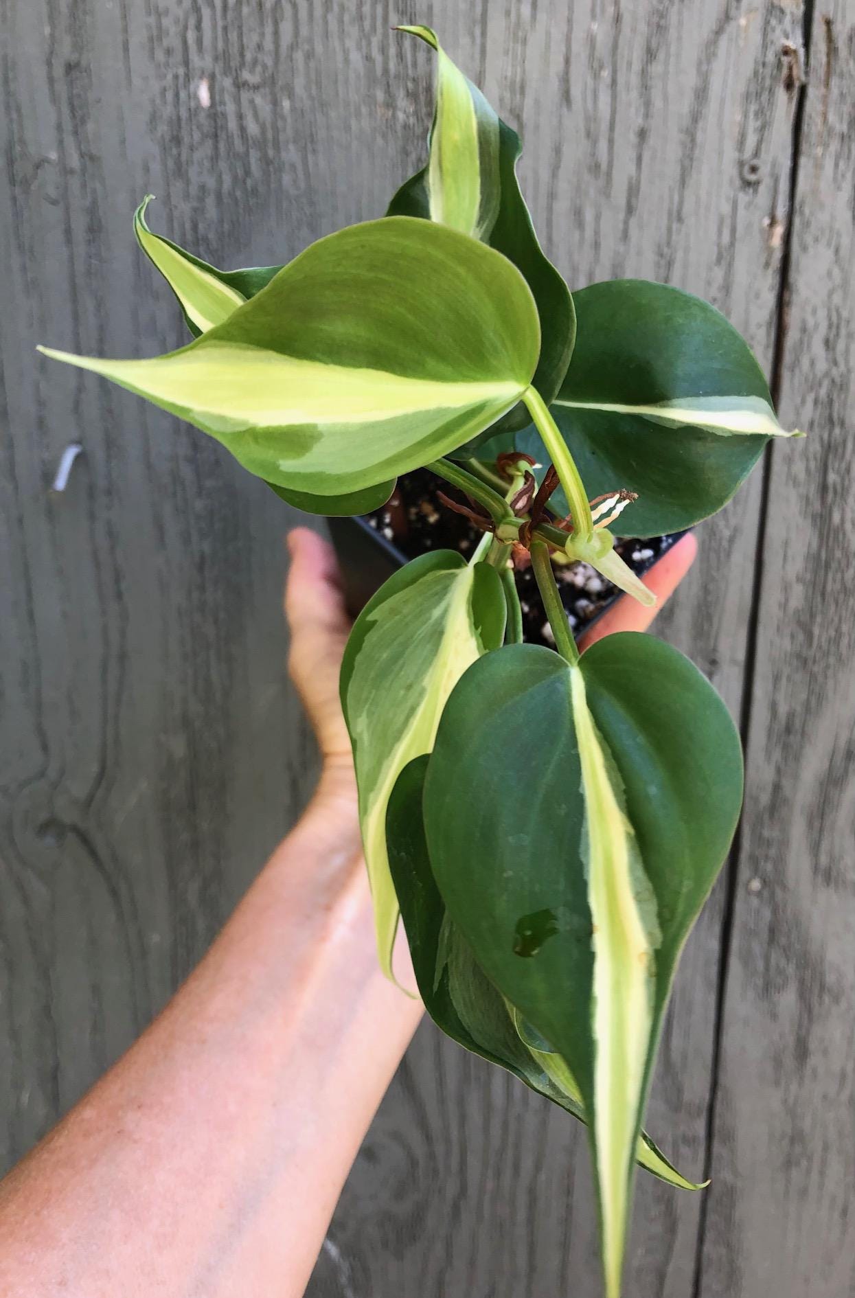 Philodendron Rio Plant - Heartleaf Variety - Ships in Pot - Etsy