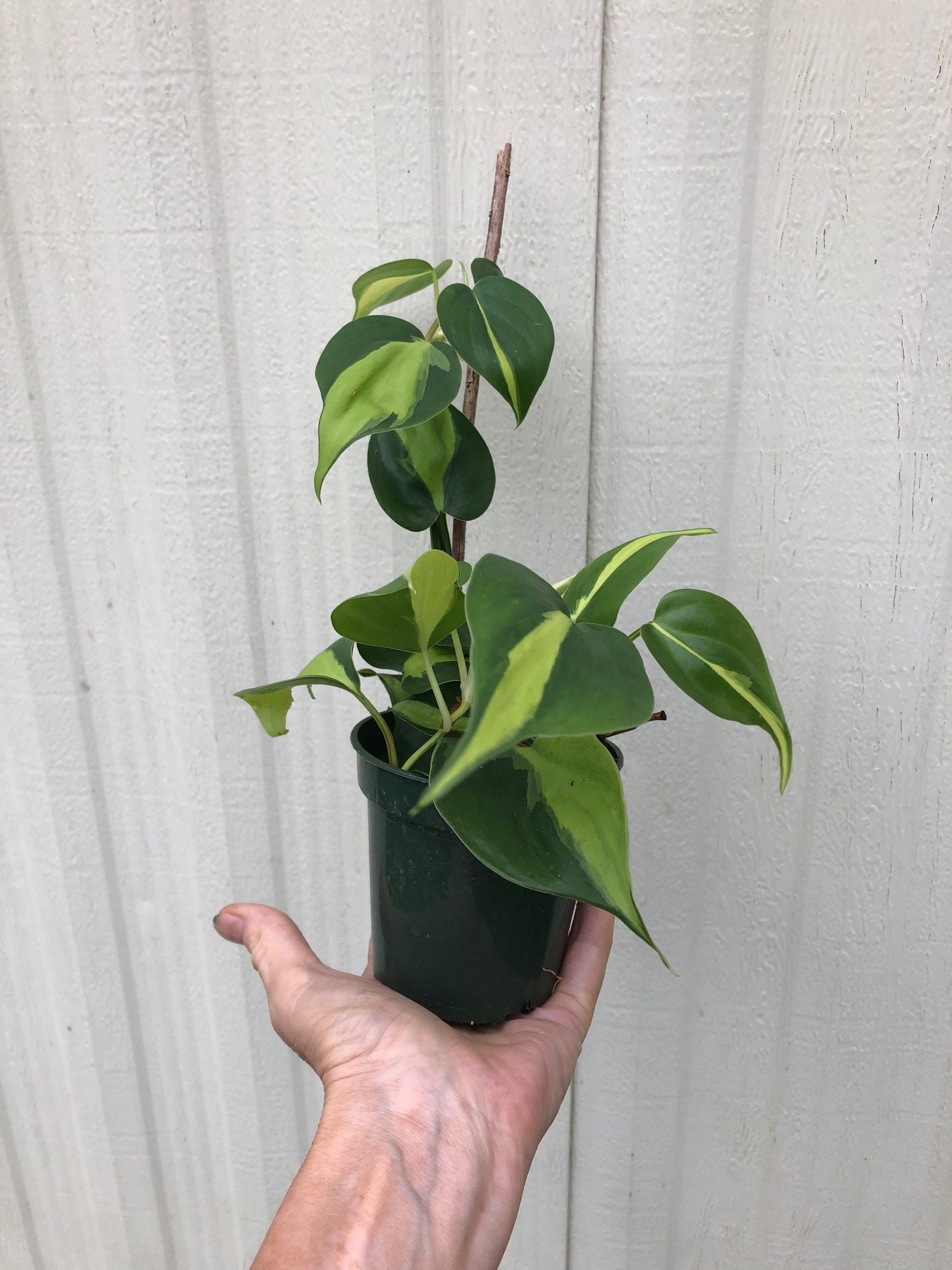 philodendron funny bunny 100