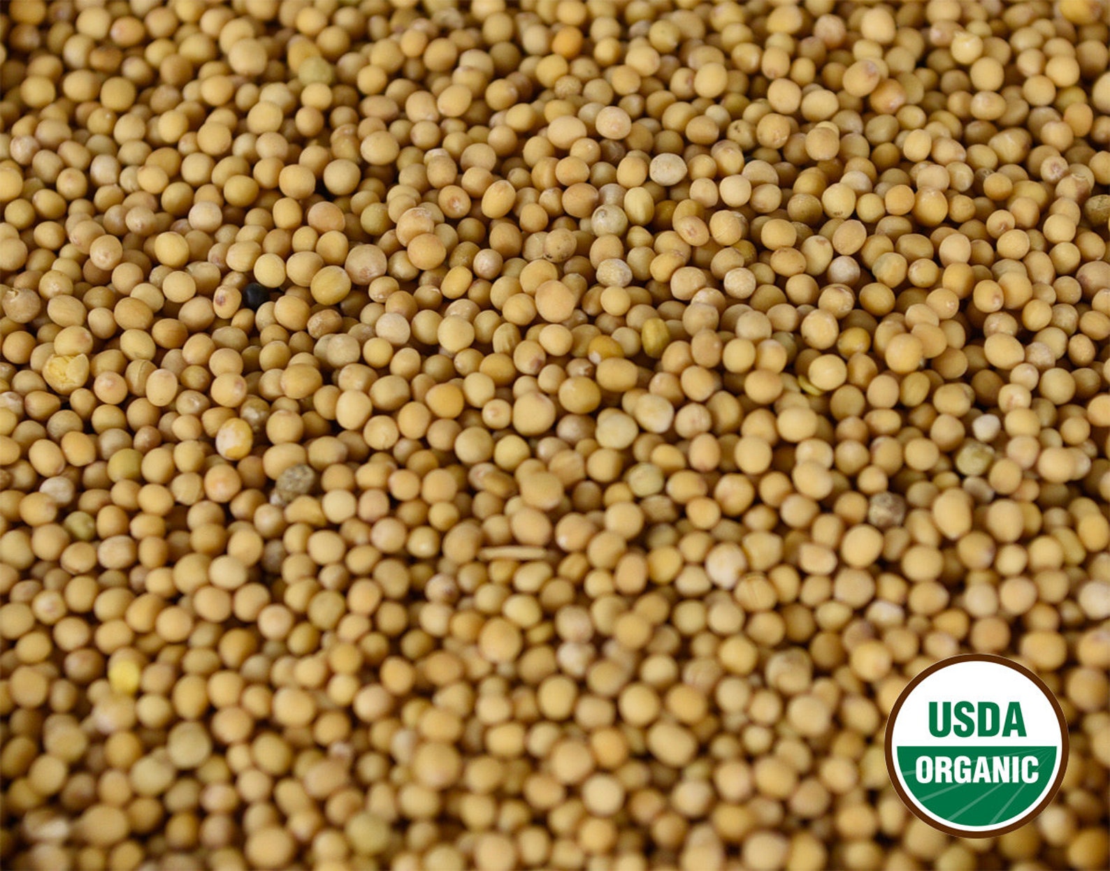 Organic Yellow Mustard Seed Whole Seeds 2 Ounces Sinapis Etsy
