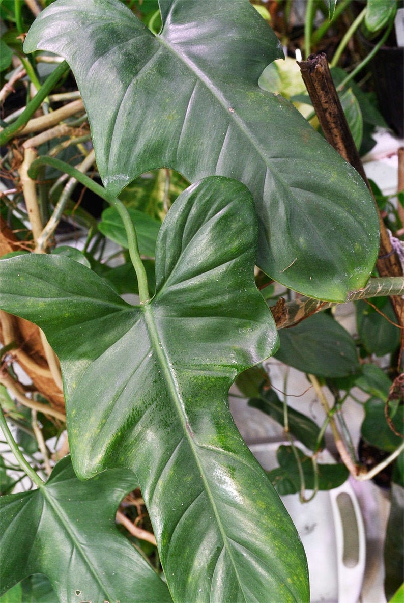 SunSoulCreations Philodendron Bipennifolium Horsehead - Thumbnail 3