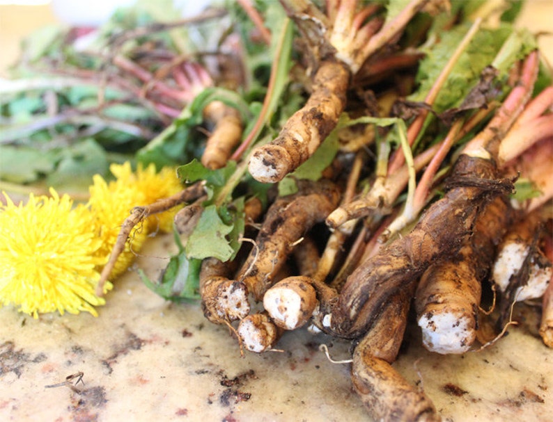 Organic Raw Dandelion Root Loose Dried 2 ounces Taraxacum Etsy