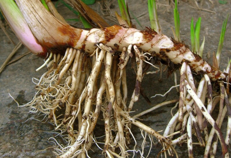 Calamus Root Loose Dried Cut & Sifted 2 Oz. Acorus Etsy