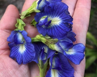Blue Butterfly Pea Seeds: Edible Cobalt Blue Flowers, Trellising Vine 20+ seeds, Clitoria ternatea seeds