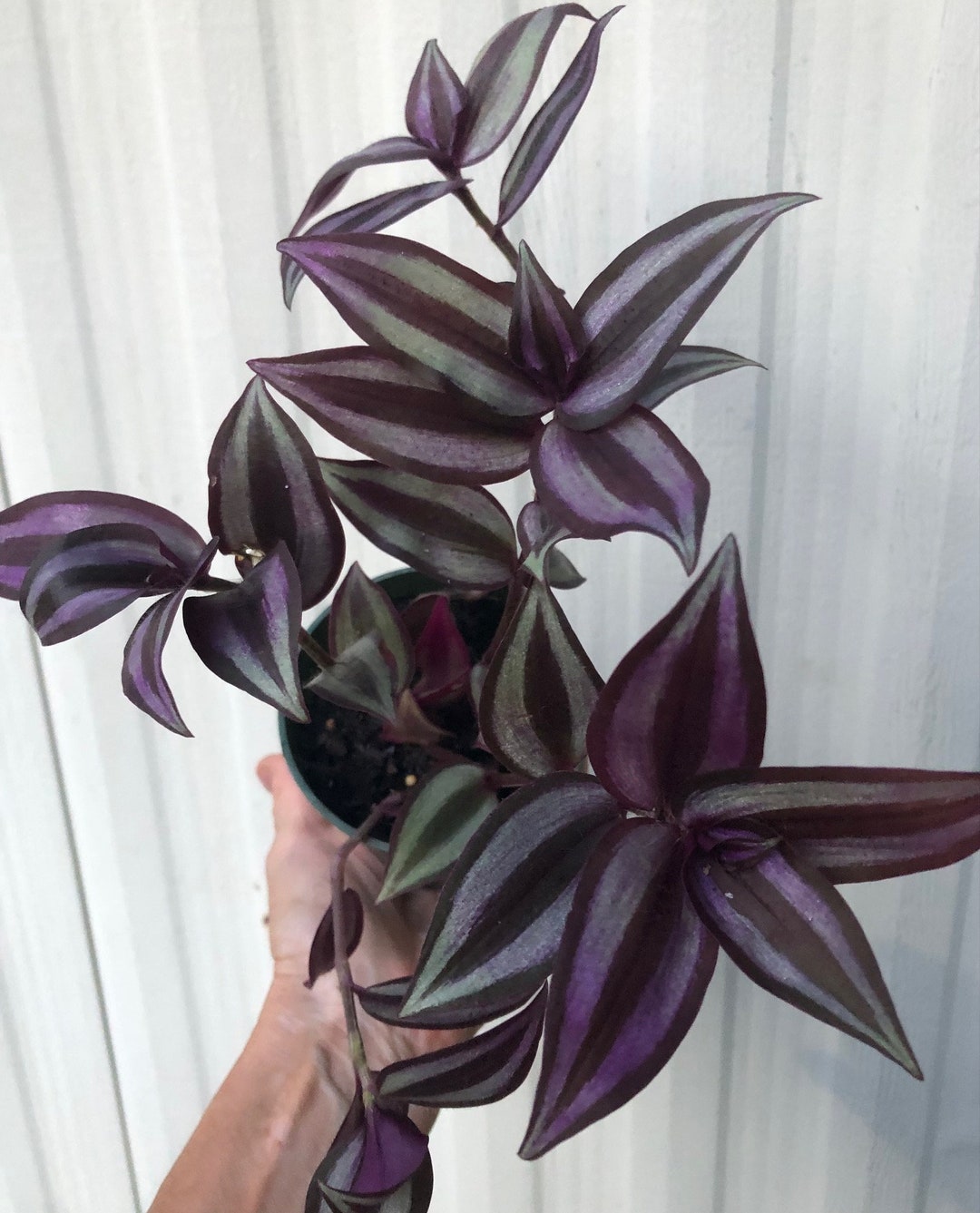 Tradescantia Zebrina 'quadricolor' Potted With Soil in 3 Pot, Wellrooted Ships in Pot, Inch