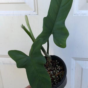 pothos plant seeds Golden Pothos Plant (Epipremnum aureum) – Jungle Relics