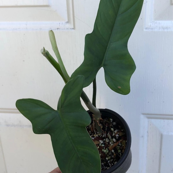 Philodendron Bipennifolium 'Horsehead' Phil Plant - Live Plant Potted with Soil in 4" tall pot, well rooted established live philodendron