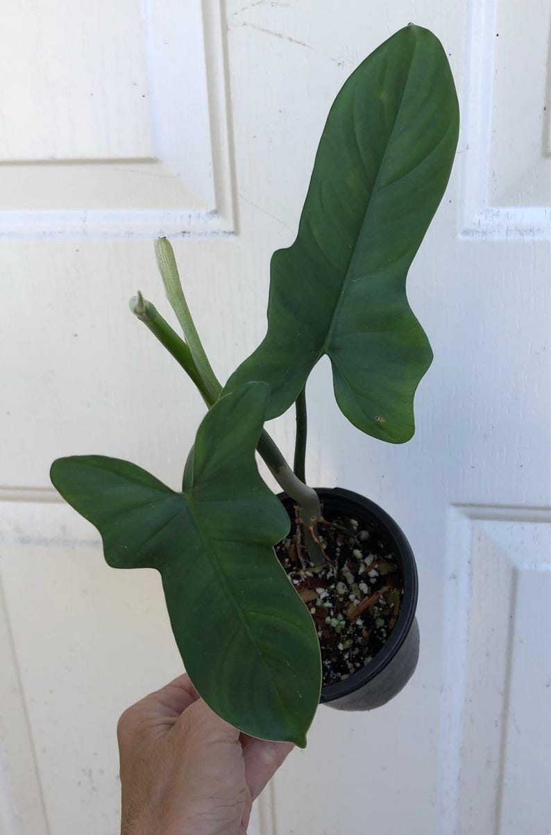SunSoulCreations Philodendron Bipennifolium Horsehead - Thumbnail 2