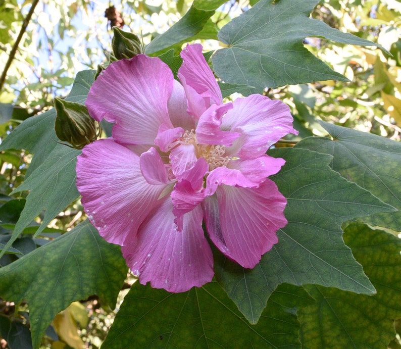 Confederate Rose Hibiscus Seeds 20 Seeds. Hibiscus Etsy