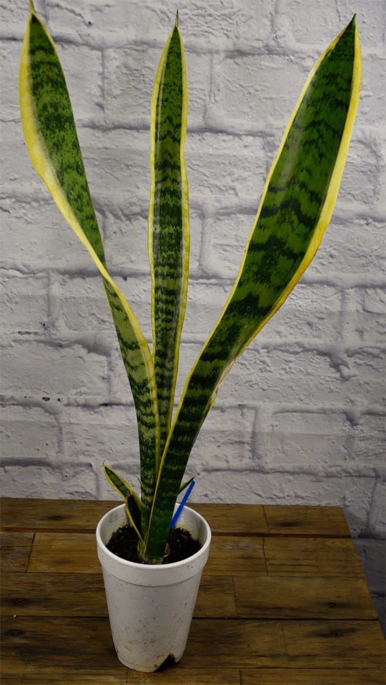 Live sansevieria trifasciata laurentii starter plant snake Etsy