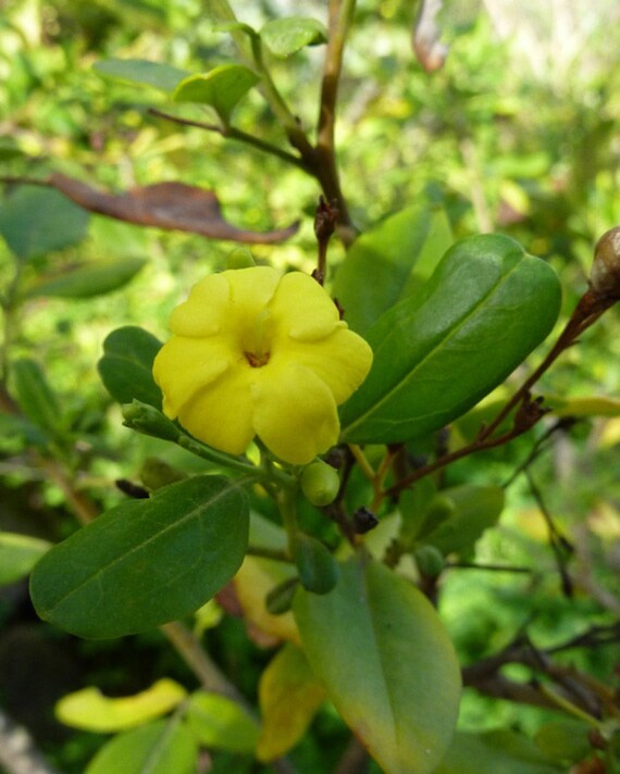 Whole Jasmine Flower Tea, Size: 0.5 oz