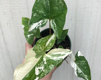 Syngonium Podophyllum 'Albo' variegated - Arrowhead Plant - Live plant potted with soil in a 3" tall pot, ships in pot