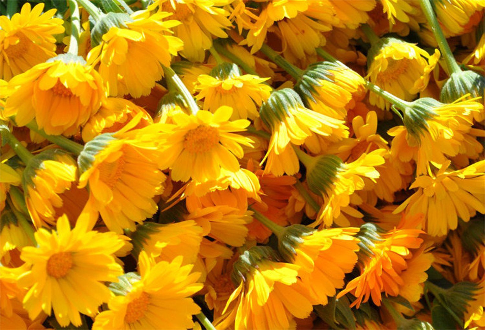 Dried Calendula Flower Petals Calendula Officianalis 1 Oz Etsy Canada