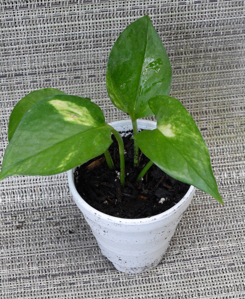 Live Gold Pothos Plant potted with soil in foam cup. Plant Etsy
