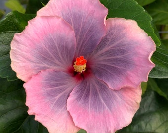 Tropical Hibiscus '41-21 by Jill' Hibiscus rosa-sinensis Live Plant in a container with soil potted, 6" pot.