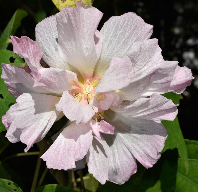 Confederate Rose Hibiscus Seeds 20 Seeds. Hibiscus Etsy