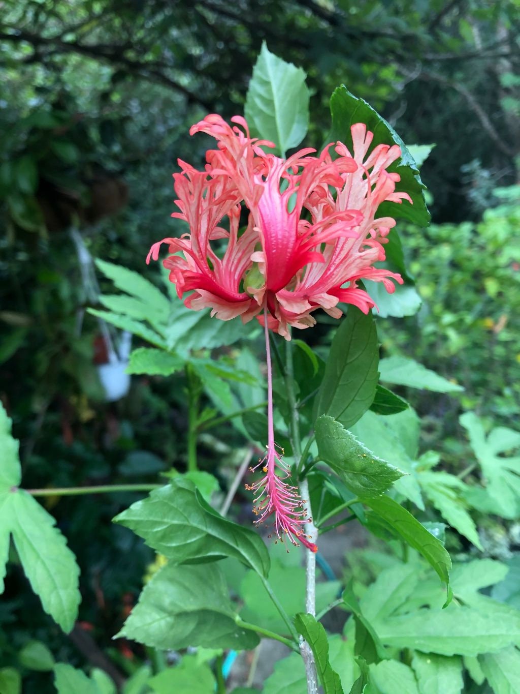Chinese Lantern Hibiscus Plant - Hibiscus Schizopetalus - 4