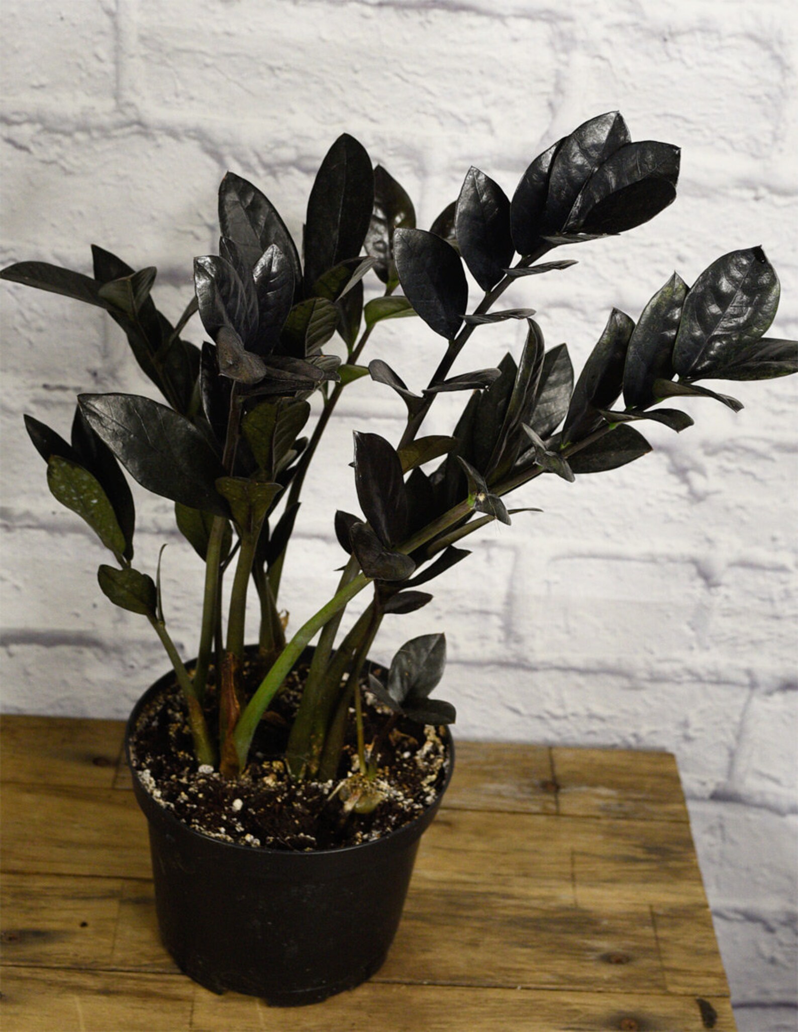 LIVE Black Raven ZZ Plant Zamioculcas Zamiifolia Plant Etsy