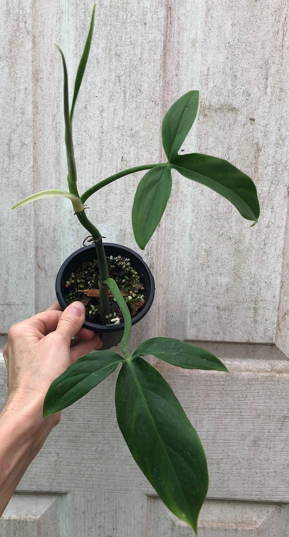 Philodendron Tripartitum Live Plant - Established in 4" Pot - Etsy