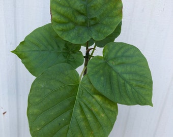 Ficus 'Umbellata' live plant - well established plant, pot size 3" or 4", potted with soil, well rooted live Ficus plant, ships in pot