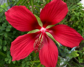 Red Texas Star Hibiscus seedling, Hibiscus coccineus, live plant in a pot with soil, potted. Ships in pot, pot size 4"