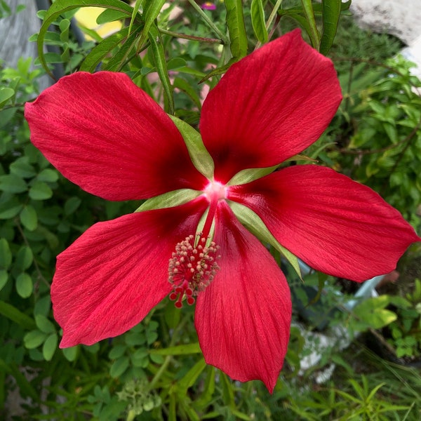 Red Texas Star Hibiscus seedling, Hibiscus coccineus, live plant in a pot with soil, potted. Ships in pot, pot size 4"