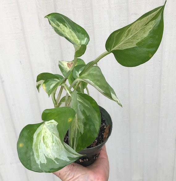 the prayer plant Calathea Pink Stripes Ornata Prayer Plants
