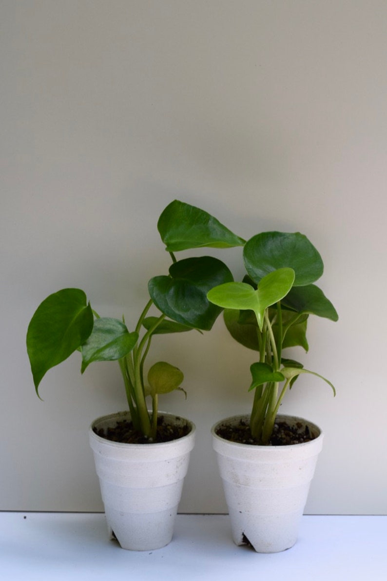 LIVE Baby Monstera Deliciosa Plant STARTER PLANT Swiss | Etsy