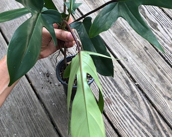 Philodendron Florida Green Live Plant - 4" Pot, Well Rooted