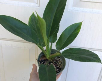 Philodendron 'Imperial Green' Live Plant, well-rooted, established plant, potted in soil in 4-inch pot, ships in pot