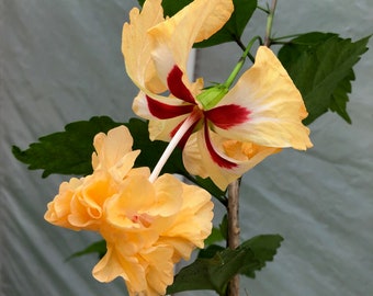 El Capitolio Yellow Hibiscus, Hibiscus rosa-sinensis, Live Plant in a container with soil, potted. Pot size 4" tall, well-established