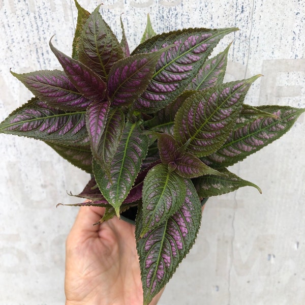 Persian Shield Plant, Strobilanthes Dyerianus live plant potted in a container with soil, pot size 3", well established live plant