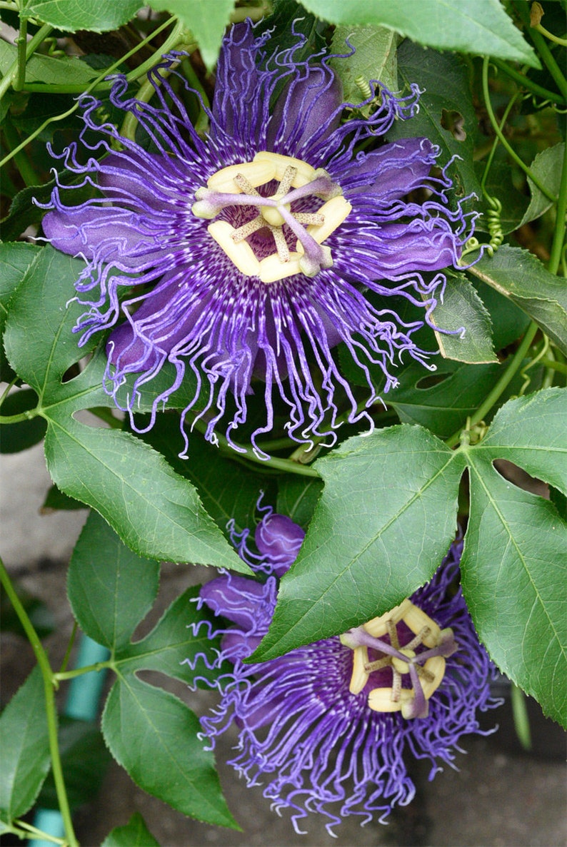 ORGANIC Passion Flower Herb Dried Loose Cut & Sifted 1 Etsy