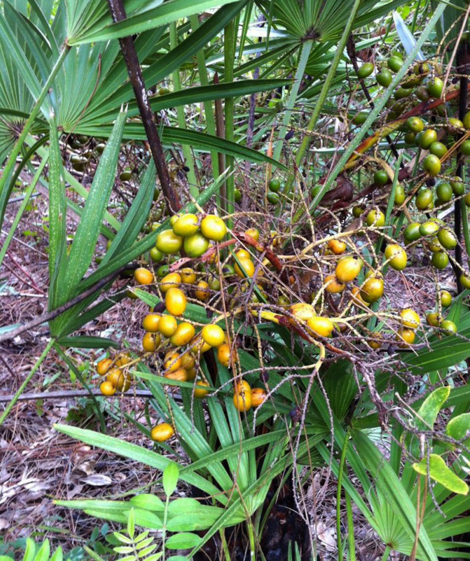 Saw Palmetto Berries Cut and Sifted Loose Dried 2 ounces Etsy